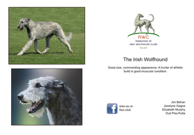 Desirable Characteristics of the Irish Wolfhound