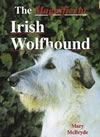 The magnificent Irish Wolfhound