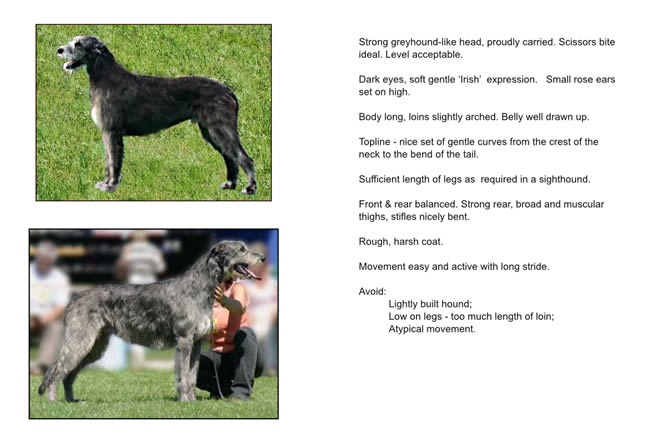 Desirable Characteristics of the Irish Wolfhound