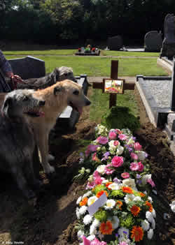 Betty's Irish Wolfhounds